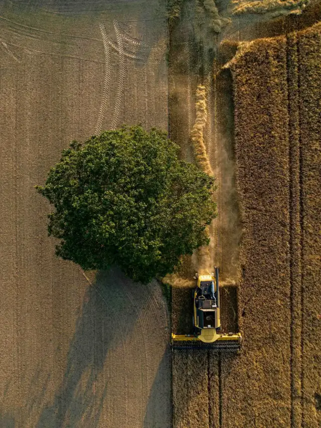 Fotografía de cosecha de Bernd Dittrich utilizada en Agro En Claro, con una cosechadora junto a un árbol